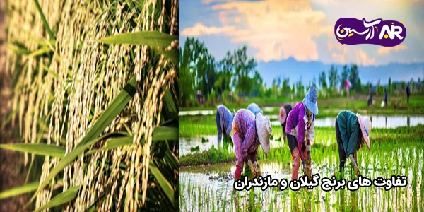 تفاوت‌ های برنج گیلان و مازندران